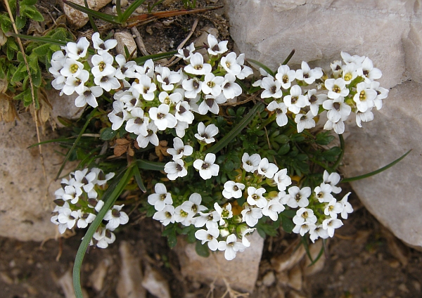 Hornungia alpina / Iberidella alpina